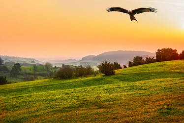 Red Kite in the sunrise