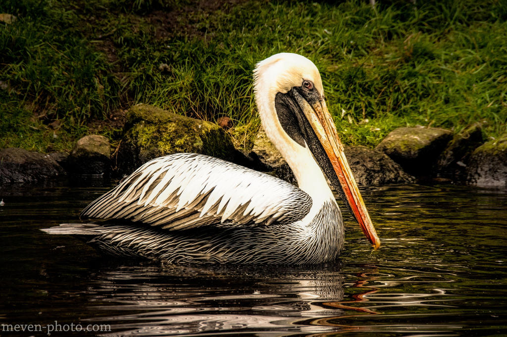 Pelican