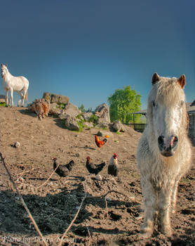 White Horses