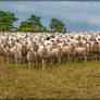 Sheep with Shepherd