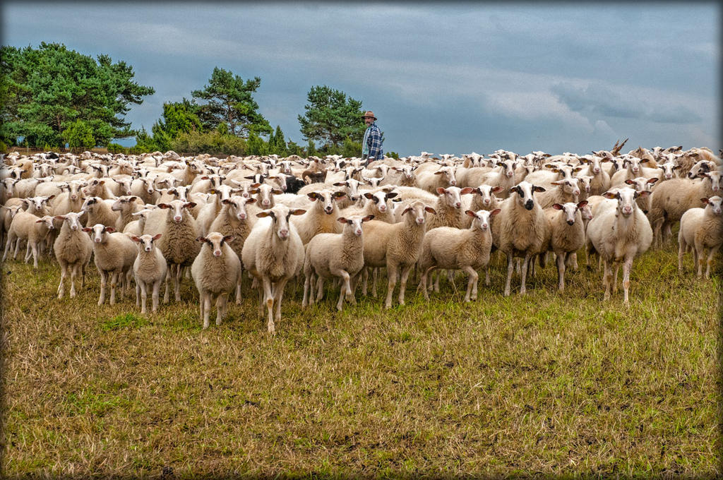Sheep with Shepherd