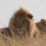 Africa - Serengeti - Lions