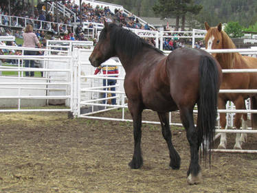 Rodeo Horse Stock 11