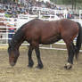 Rodeo Horse Stock 13