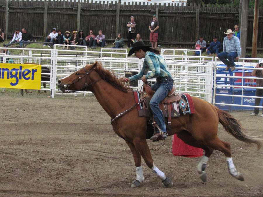 Rodeo Horse Stock 14