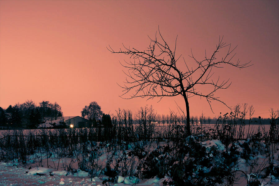 Tree by night