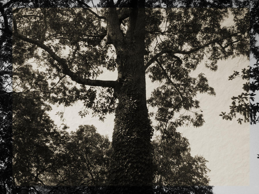 Old Tree Photoshop Reder Tree-Photoshop by Rosie-Skye23 on DeviantArt
