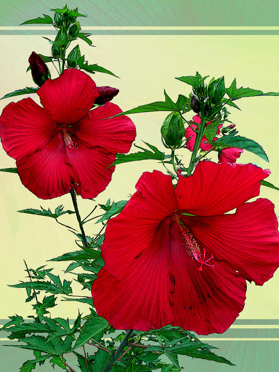 Giant Red Hibiscus