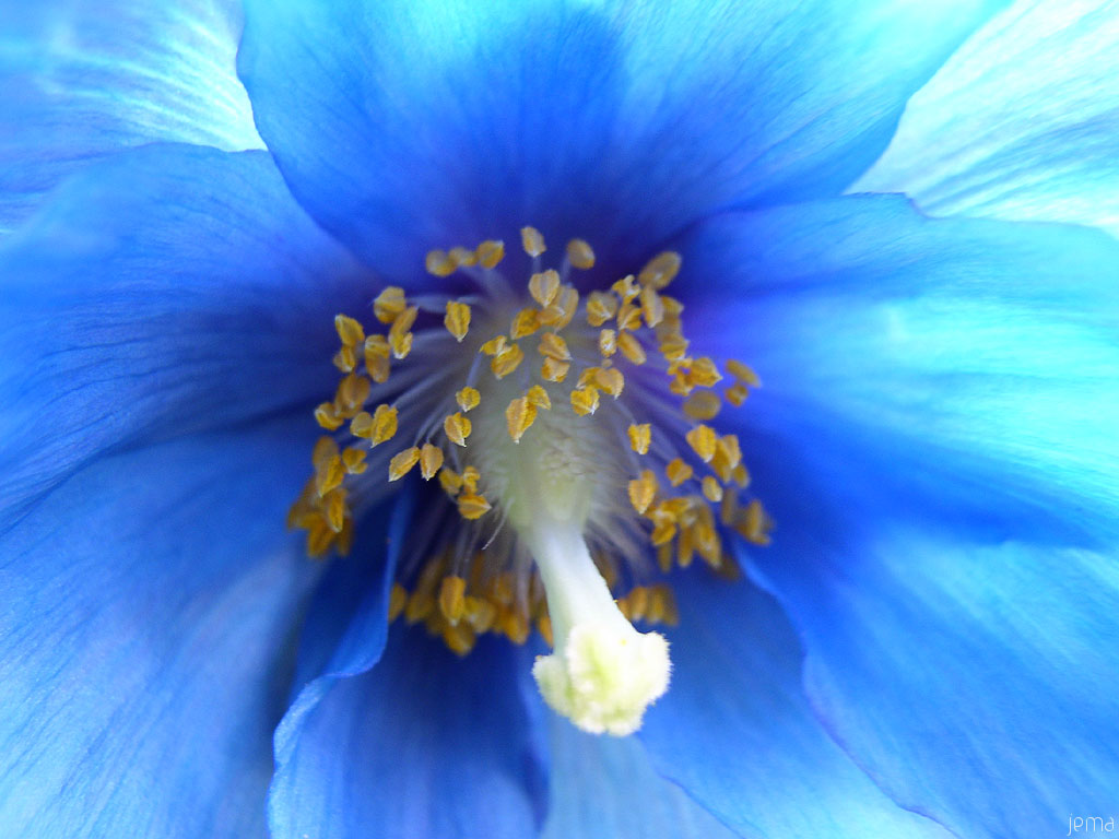 Blue poppy - vallmo