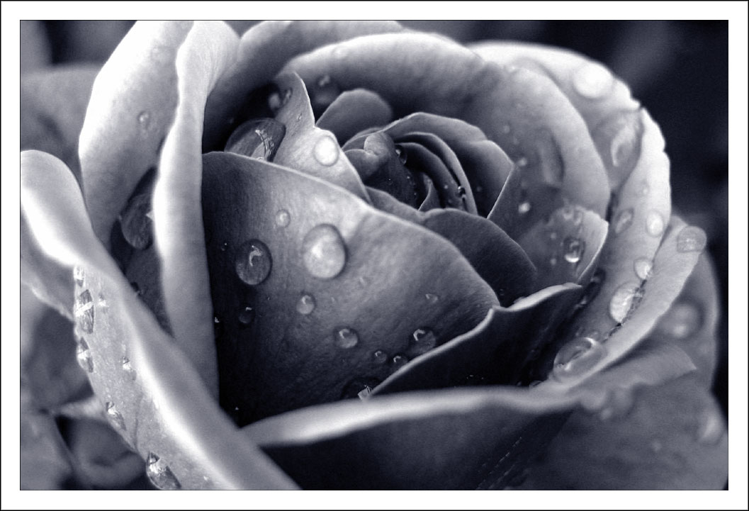 Duotone rose