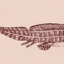 Xenacanthus