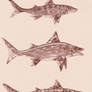 Sharks 3