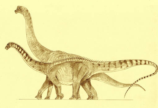 Morrison saurodpods