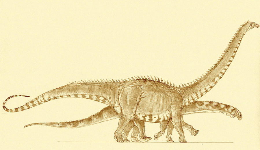 Morrison sauropods