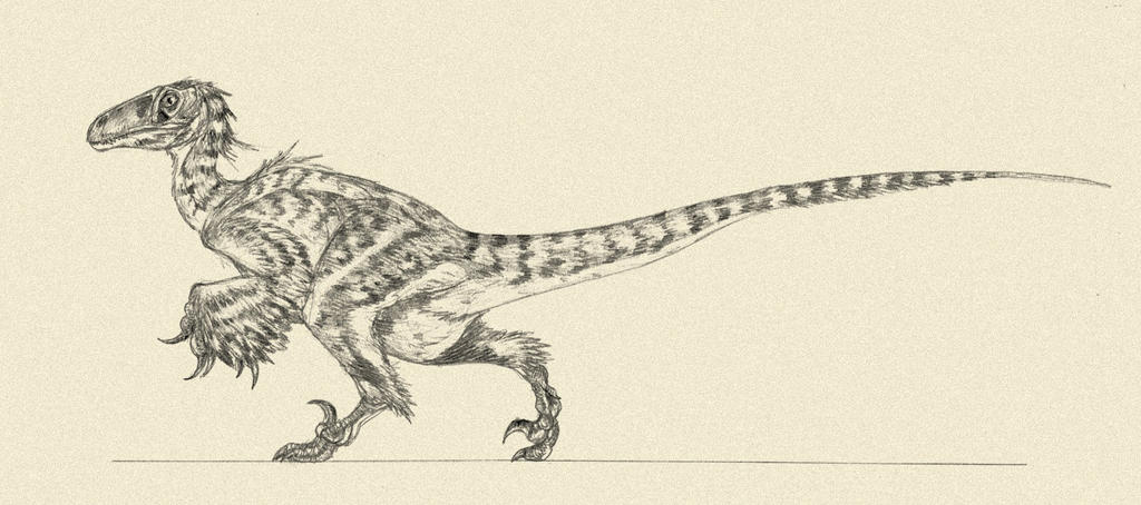 Utah Raptor Outlines Utahraptor by Kahless28 on DeviantArt