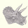 Triceratops 5 - YPM 1821