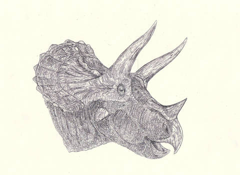 Triceratops 5 - YPM 1821