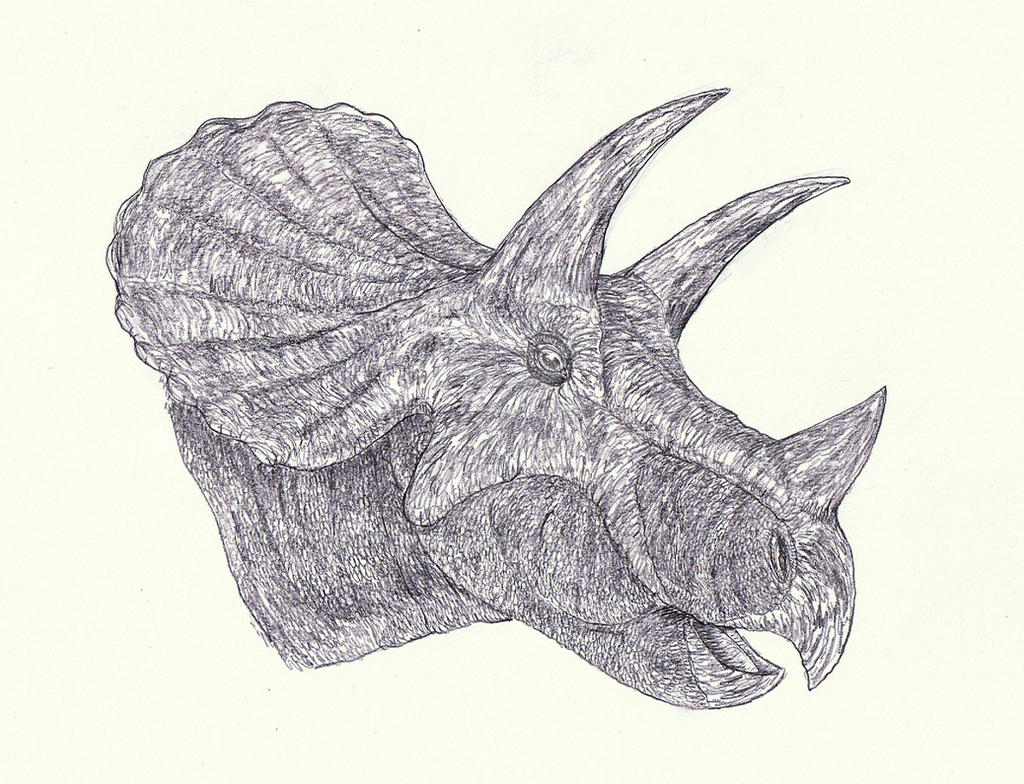 Triceratops 6