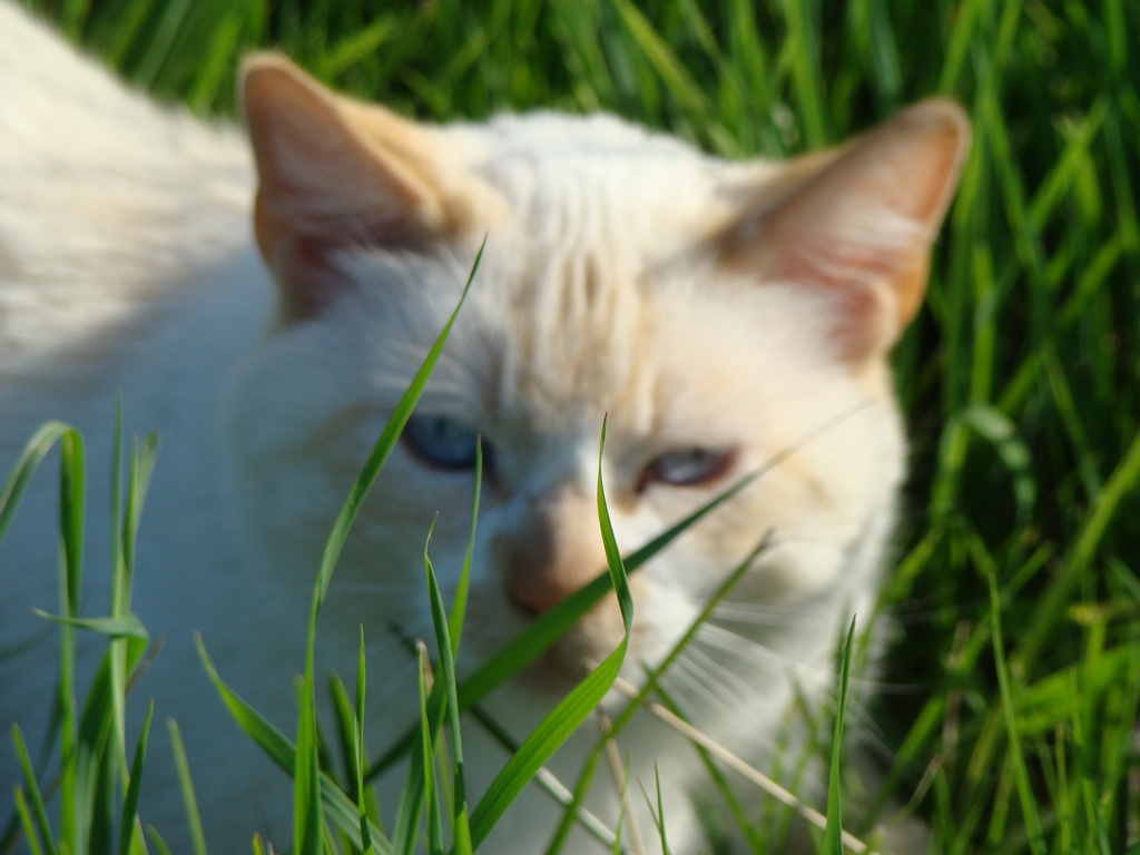 A Cat in the grass