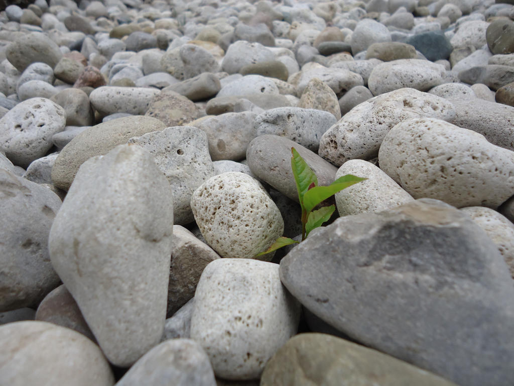 Life in Rocks by DomoCat on DeviantArt