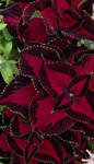 Burgundy Coleus by GaryVanConant