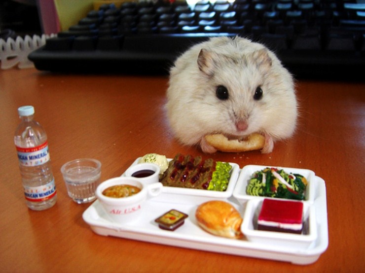 hamster like me