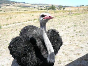 Entertaining Emu