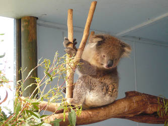 Cute Koala