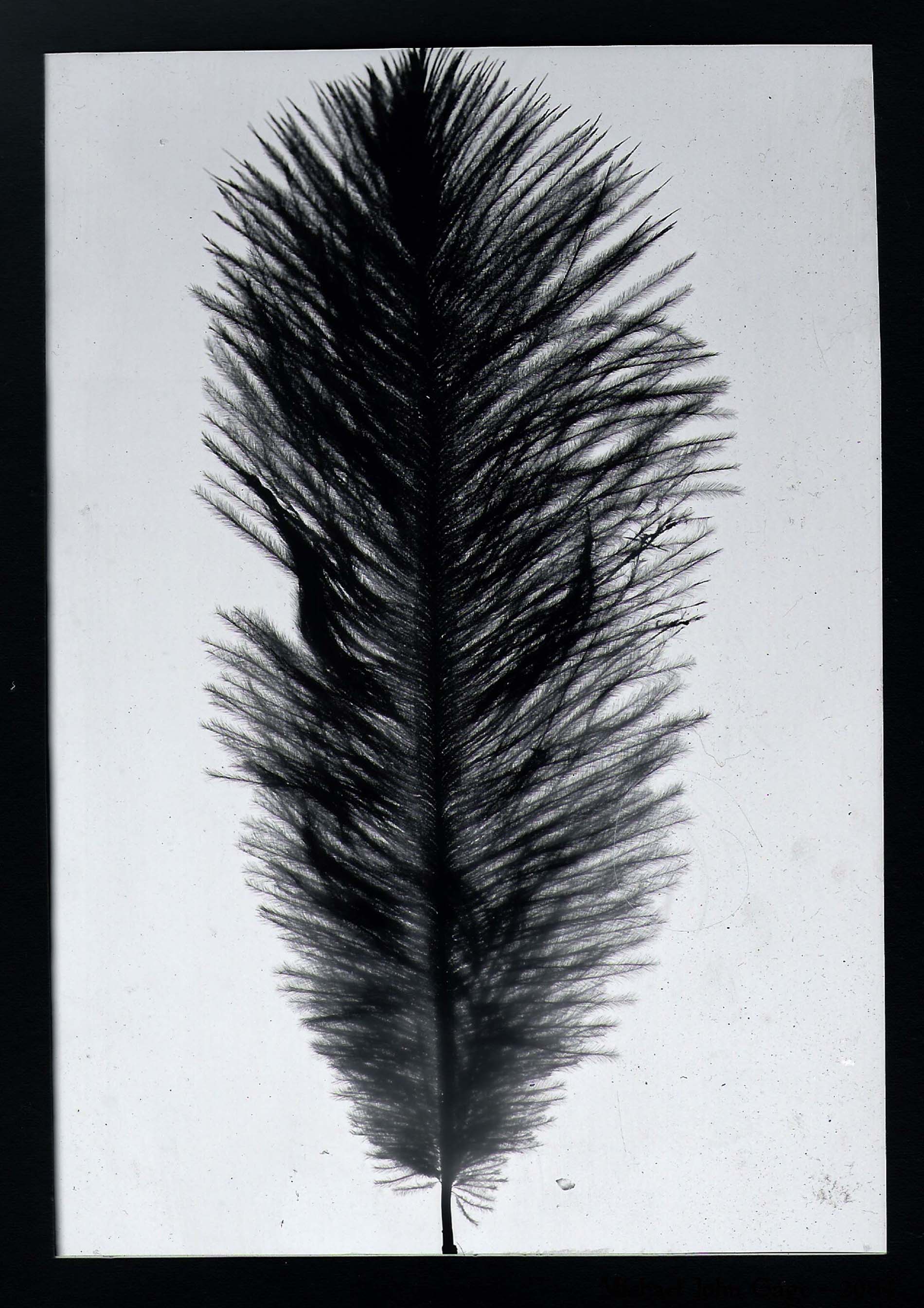 Feather-Photogram