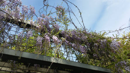 Trellis Flowers