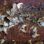 Paint and Rust 3