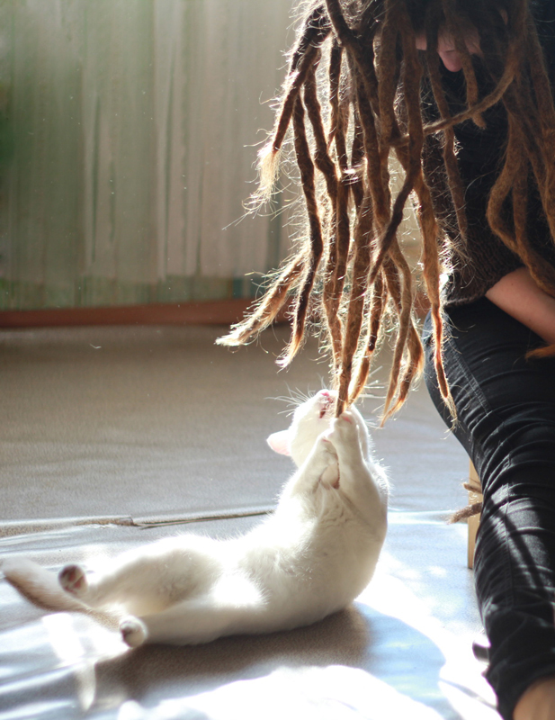 Cat and dreadlocks