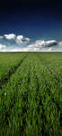 Field by Orangedestroy