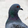 Pretty Pigeon