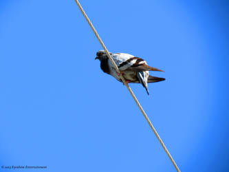 Pigeon On a Wire