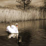 Swan