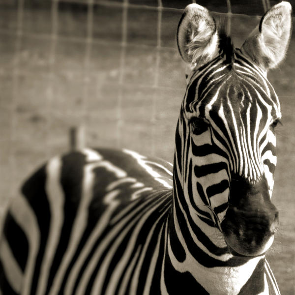 Zebra