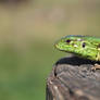 Green Young Lizard