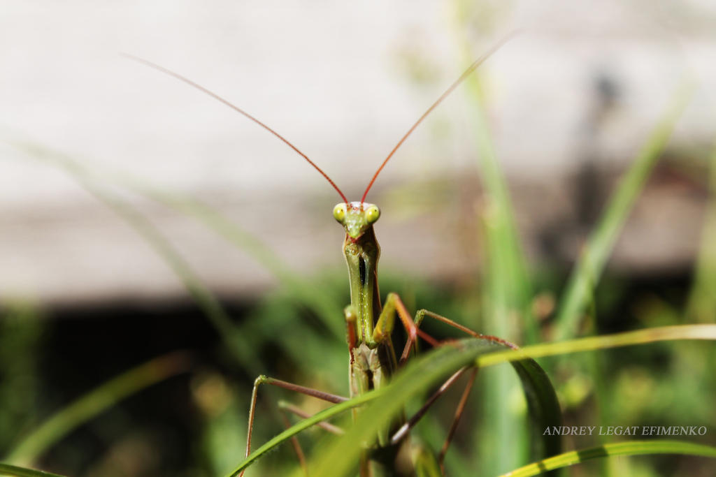 Mantis ... thinking?)