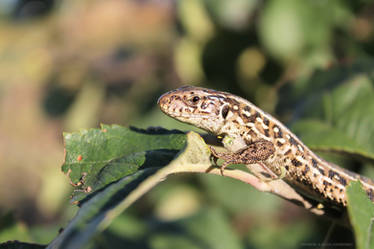 The lizard who is waiting