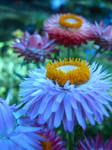 Thumbelina's garden by gidgetann