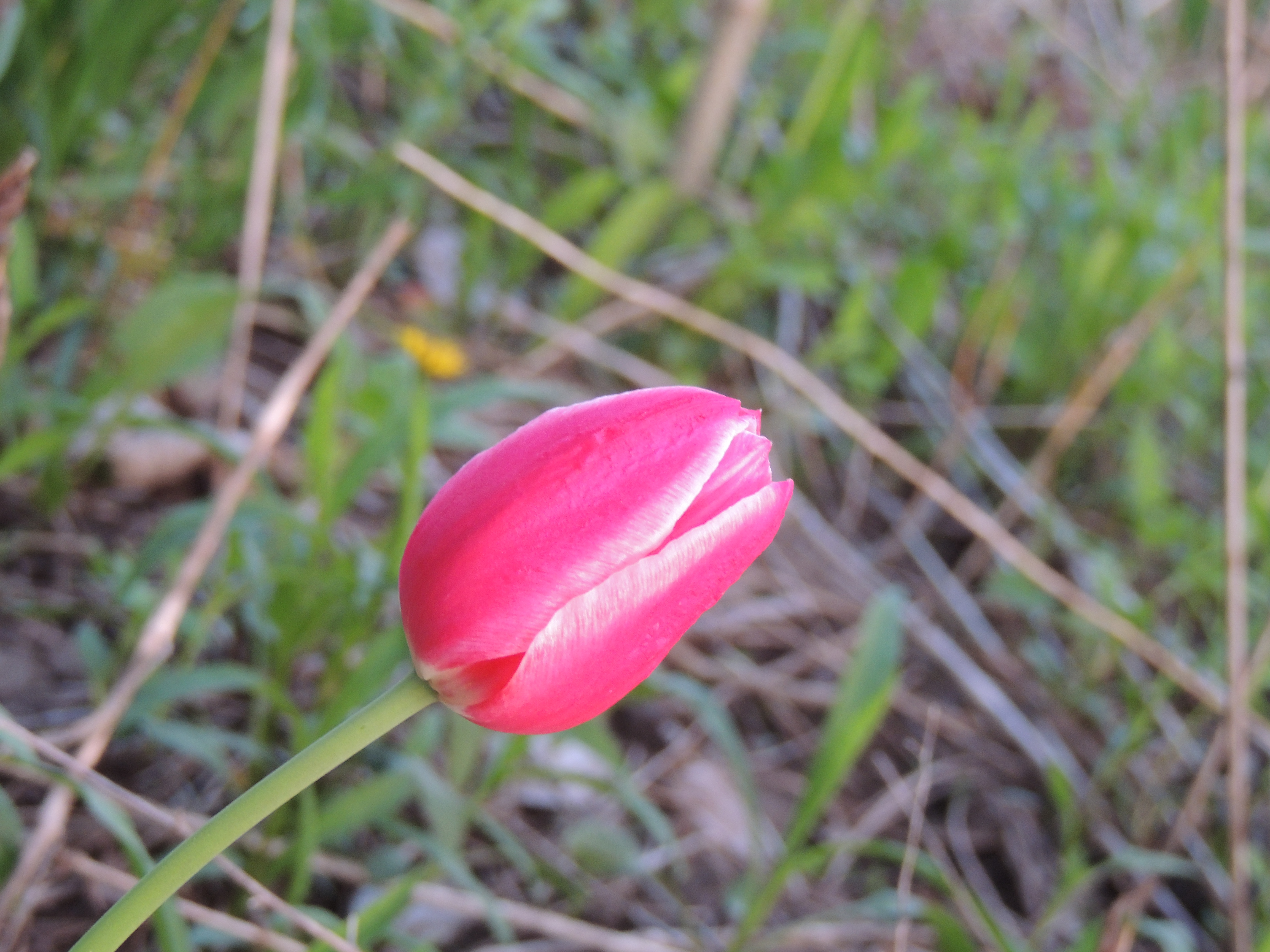 Tulip