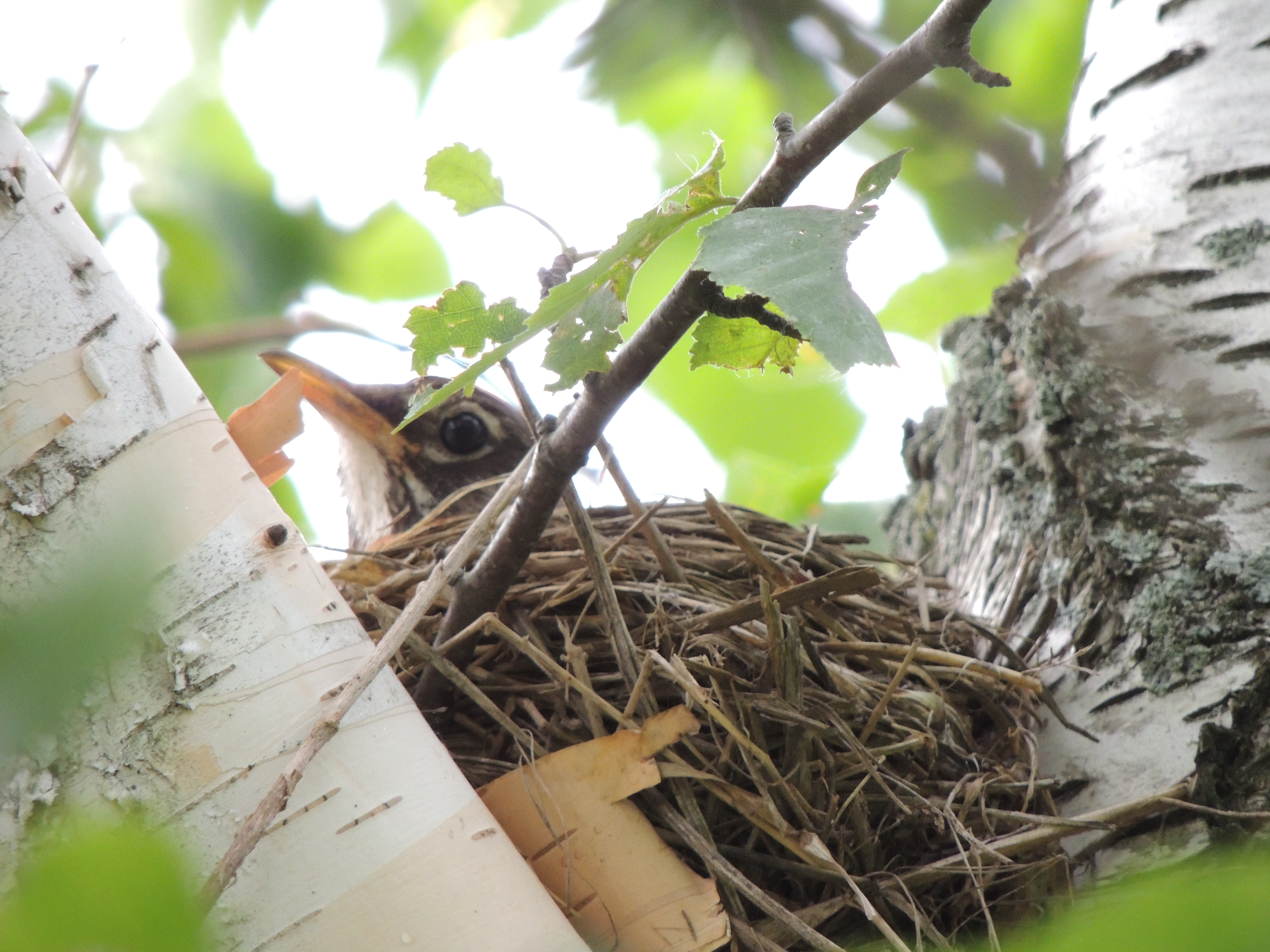 Robin Egg Nest