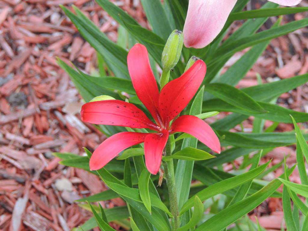 Red lily