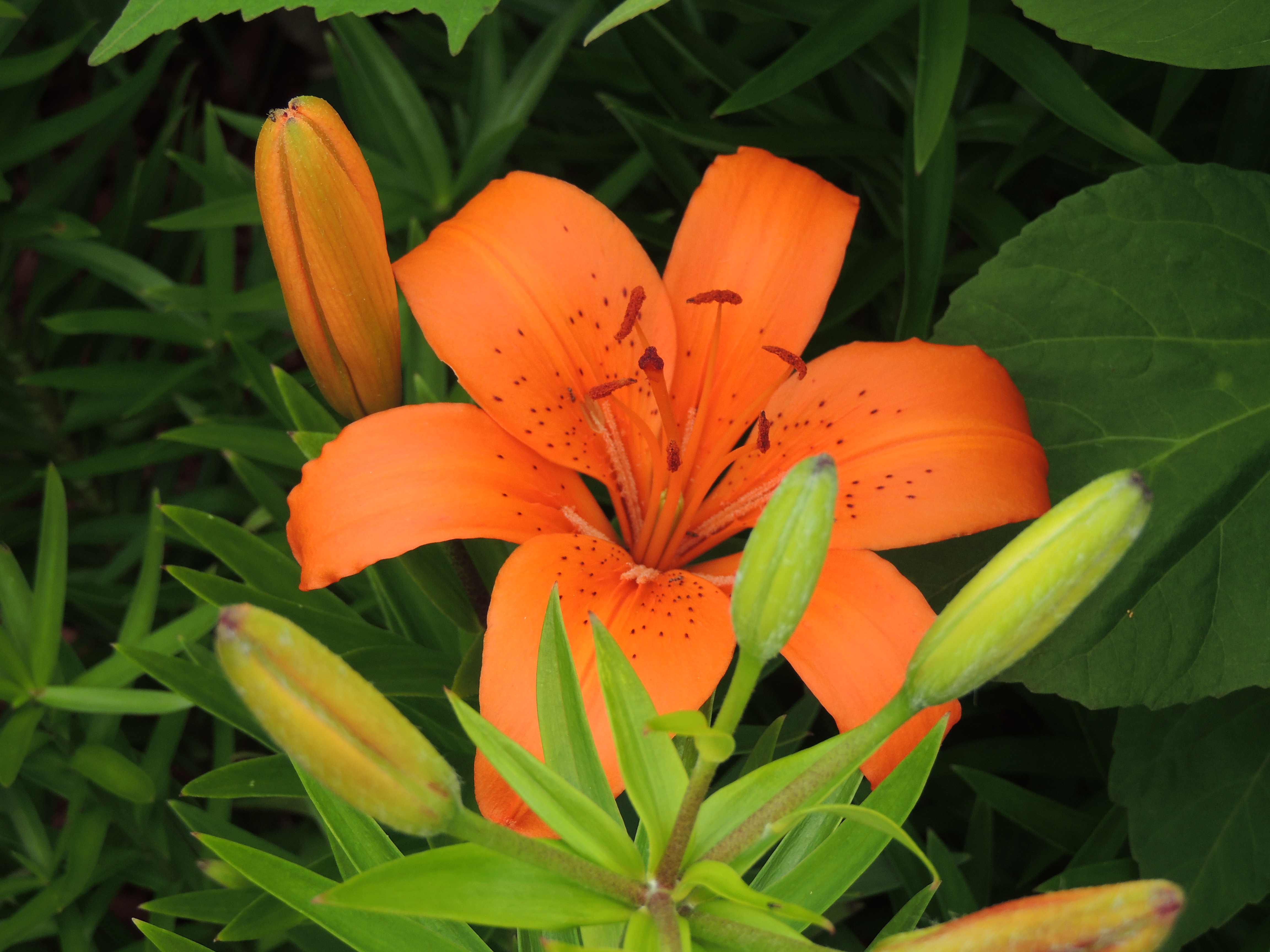 Orange Lily