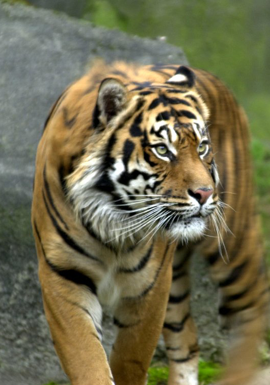 Tiger Reference tiger reference by gabo-the-baka on DeviantArt