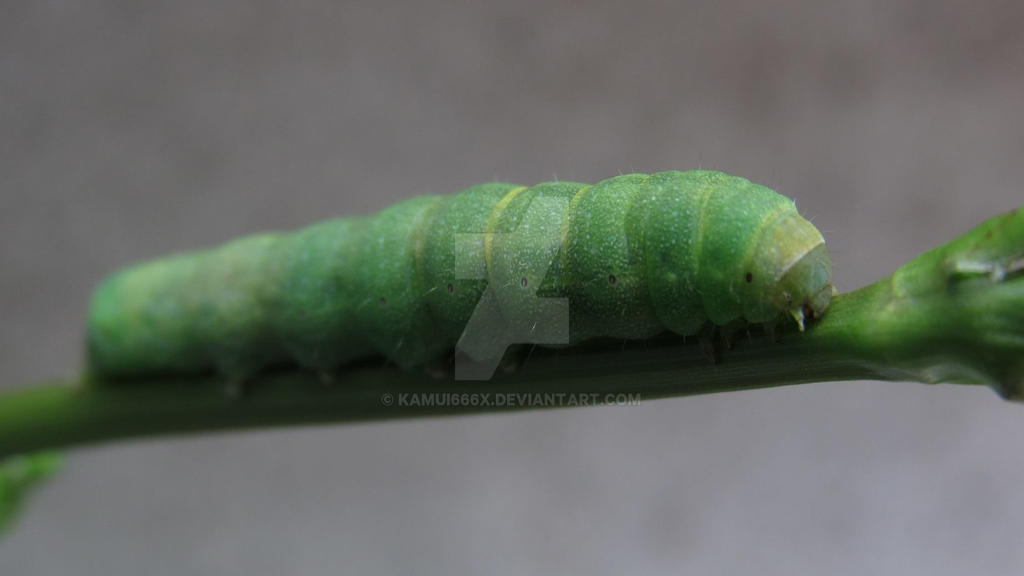 Oruga 2 by Kamui666X on DeviantArt