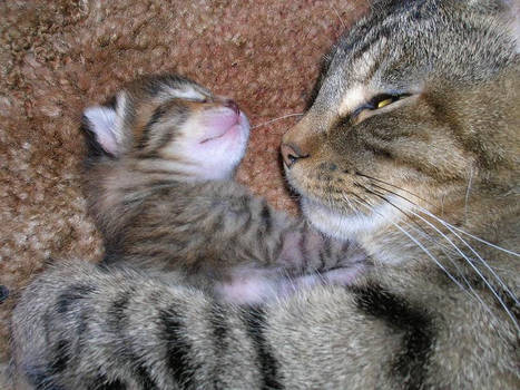 kitty and baby