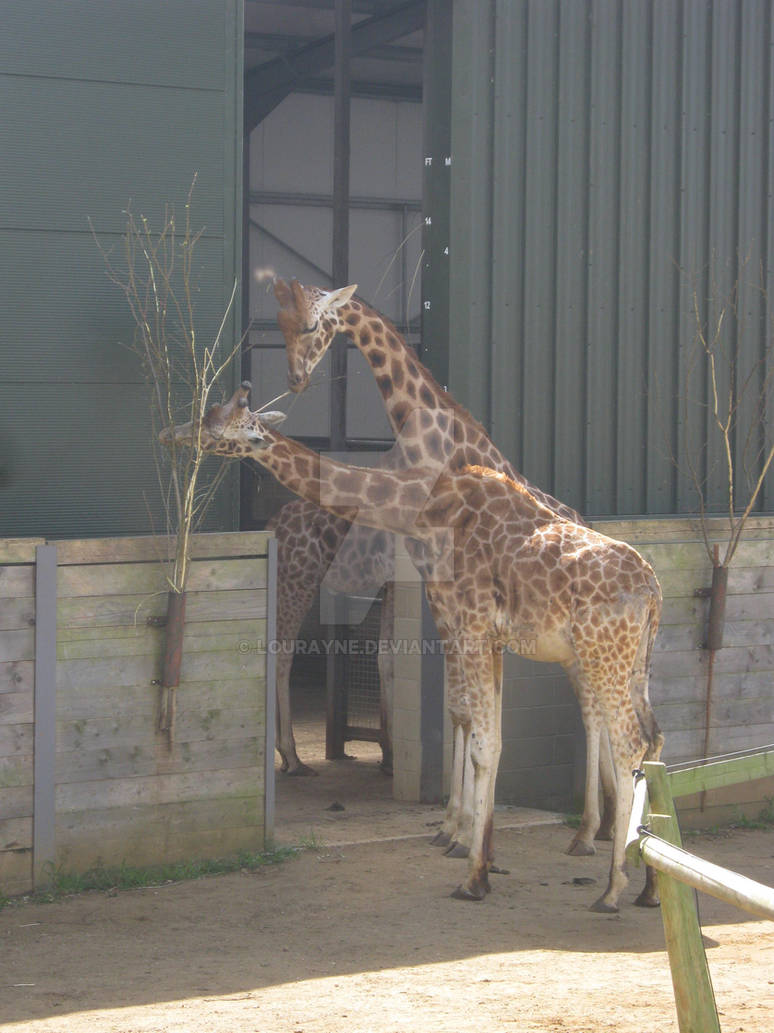 Two Headed Giraffe By Lourayne On DeviantArt