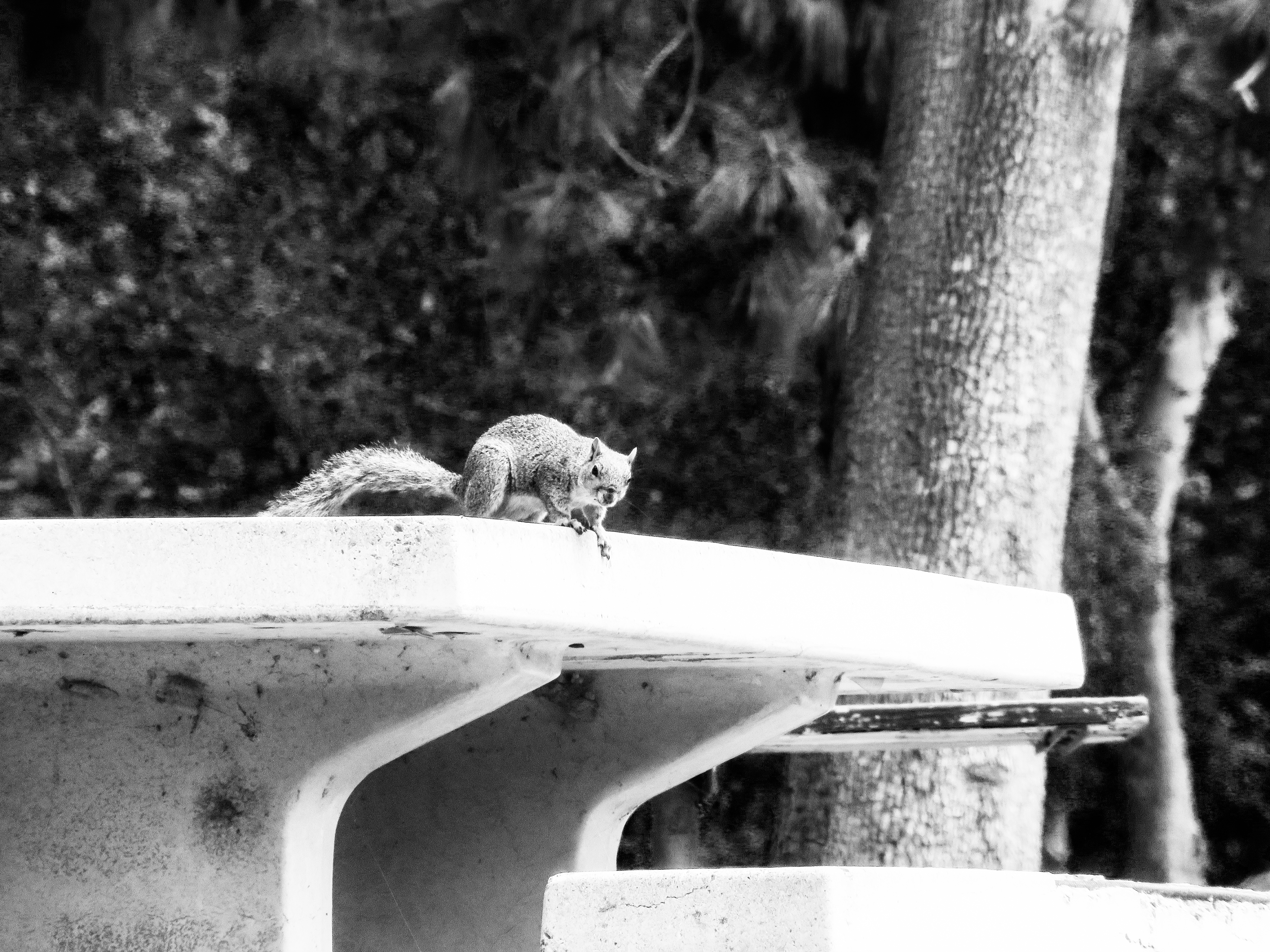 Squirel on Table 1910s